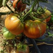 Plant Tomate Ancienne Noire de Tula bio (Precommande)