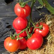 Plant Tomate Ancienne Rose de Berne bio (Precommande)