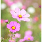 Plant de Cosmos Bipinnatus Bio