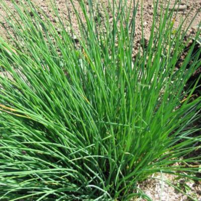 Plant Ciboulette Staro Bio (Precommande)