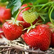 Plant fraisier remontant Charlotte bio | Magasin Pro