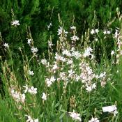 Plant Gaura lindheimeri bio (precommande)