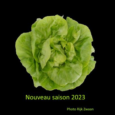 Plant Laitue Blonde Basilio Bio - Gamme Pro- Demi-Caisse 64 Mottes