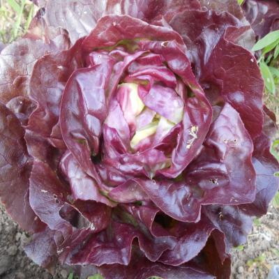 Plant Laitue rouge Bio - Barquette de 10 mottes (Precommande]