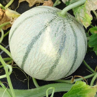 Plant melon Charentais type écrit Jenga F1 hybride Bio
