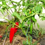 Plant piment doux Végétarien Maraicher bio