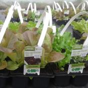 PLSAJ1 | Panache de plants salades bio