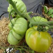 Plant Tomate Ancienne Ananas bio (Precommande)