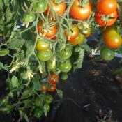 Plant Tomate Cerise Zuckertaube Maraicher bio