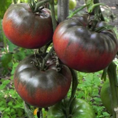 Plant Tomate Ancienne Noire de Tula bio (Precommande)