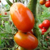 Plant Tomate Ancienne Roma bio (Precommande)