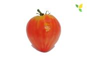 Plant Tomate Coeur de Boeuf Orange bio (Precommande)