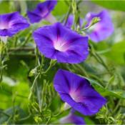 Plant d'Ipomée Grimpante bio