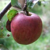 Arbre Pommier Banane bio porte greffe franc