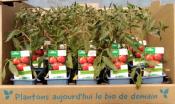 PLTOS10 | Plants tomates Coeur de Boeuf et Marmande bio
