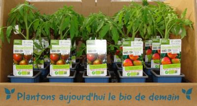 PLTOJ1 | Plants tomates Noire Crimée et Ananas Bio | Cooperative CABSO