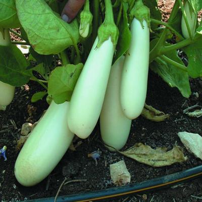 Plant d'aubergine Longue Blanche Bianca bio (Precommande)