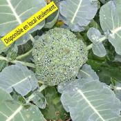 Plant Chou Brocoli Bio - Barquette de 10 plants
