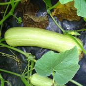 Plant de courge Longue de Nice bio (Precommande)