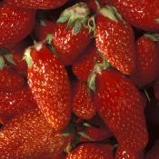 Plant fraisier de printemps Gariguette bio (Precommande)