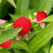 Plante Framboise-Fraise Bio