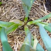 Plant Oignon blanc Bio - Barquette de 10 mottes (Precommande]