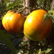 Plant Tomate Ancienne Brandywine Rose bio (Precommande)