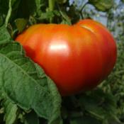 Plant Tomate Ancienne Grosse Russe bio (Precommande)