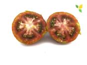 Plant Tomate Ancienne Black Zebra bio (Precommande)