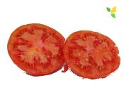 Plant Tomate Ancienne Rose de Berne bio | Magasin Pro