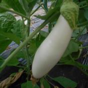Plant d'aubergine Blanche Dourga Maraicher bio