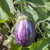 Plant d'aubergine striée Rania F1 Maraicher bio