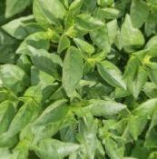 Plant Basilic Marseillais Bio