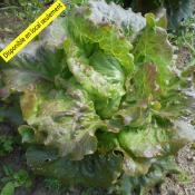 Plant Batavia Rouge Bio - Barquette de 10 mottes