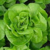 Plant Laitue blonde Bio - Barquette de 10 mottes
