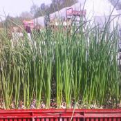 Plant Oignon Jaune Stutgart Bio - Gamme Pro - Caisse 120 Mottes