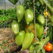 Plant Tomate Greffée Cornue Andine bio