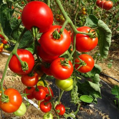 Plant Tomate Matina Maraicher bio