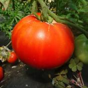 Plant Tomate Ancienne Merveille des Marchés bio (Precommande)