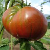 Plant Tomate Ancienne Russe Noire bio (Precommande)