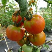 Plant Tomate Ancienne Saint Pierre bio (Precommande)