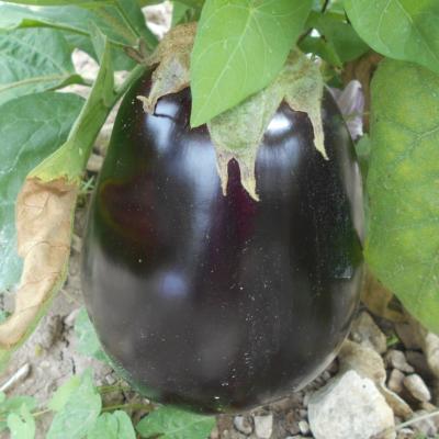 Plant d'aubergine violette Black Beauty Maraicher bio