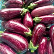 Plant d'aubergine striée Nerea F1 Maraicher bio