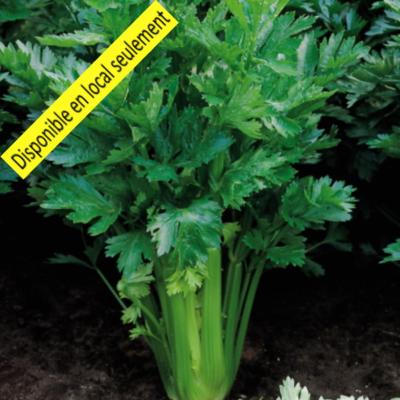 Plant Céleri Branche Bio - Barquette de 10 mottes