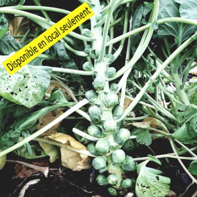 Plant Chou de Bruxelles Bio - Barquette de 10 plants
