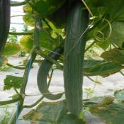 Plant de concombre long Diapason F1 Maraicher bio