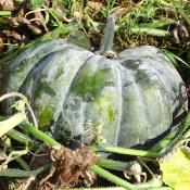 Plant de courge Musquée de Provence bio (Precommande)