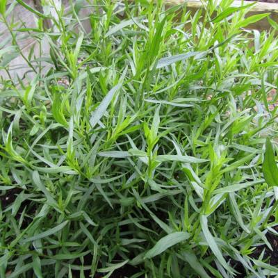 Plant Estragon format Pot Maraicher Bio