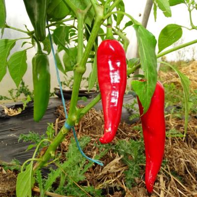 Plant piment doux Végétarien Maraicher bio