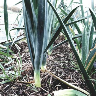 Plant poireau d'hiver Bio - Barquette de 10 mottes | Magasin Pro